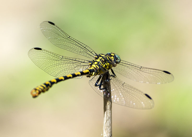 Onychogomphus forcipatus unguiculatus, maschio